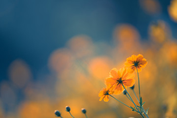 clap小学英语几年级学的单词