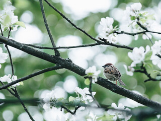 什么比猎豹的速度更快课文的多音字和主要内容